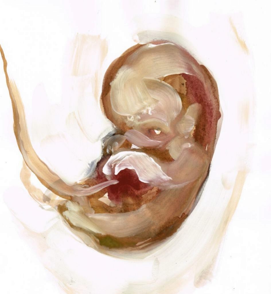 Resultado de imagen para paula bonet embrion