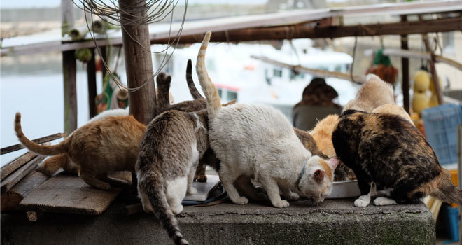 Paraísos felinos: las islas de gatos de Japón que puedes visitar | Asia