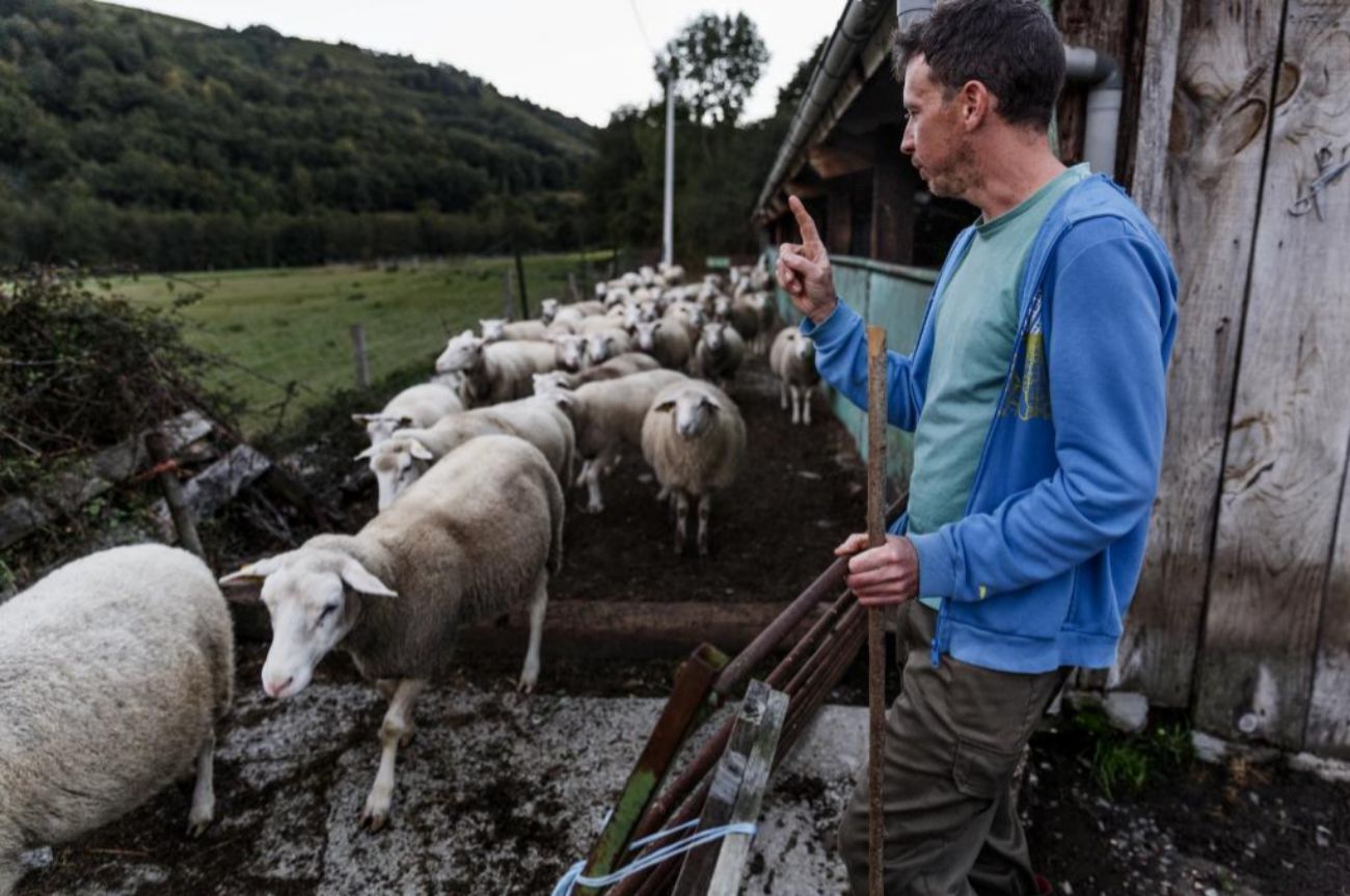 Miguel, contando las ovejas al terminar la jornada en Sabuguido...