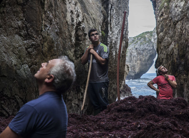 El milagro del ocle asturiano: de desecho del mar a 'oro rojo' de la alta cocina