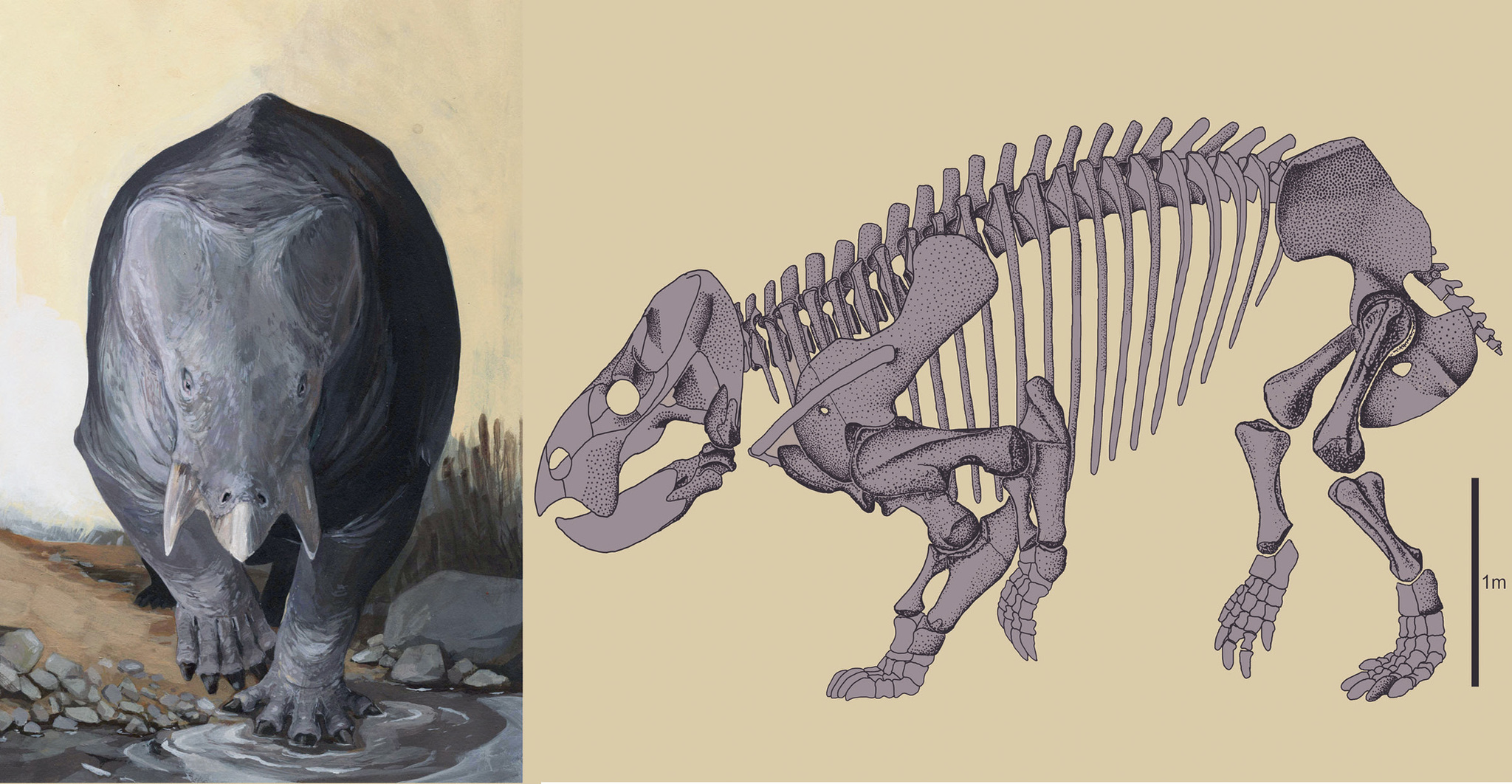 El 'rinoceronte' del Triásico: el primo gigante de los mamíferos terrestres  de hace 250 millones de años | Ciencia