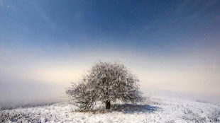 Imagen de un rbol cubierto de nieve en el invierno hngaro