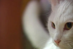 Misi, la gata de A Corua que le salv la vida a su familia