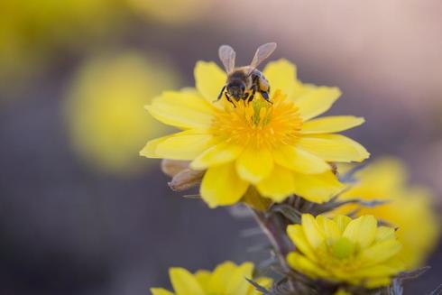Una abeja recolecta polen en una flor esta primavera