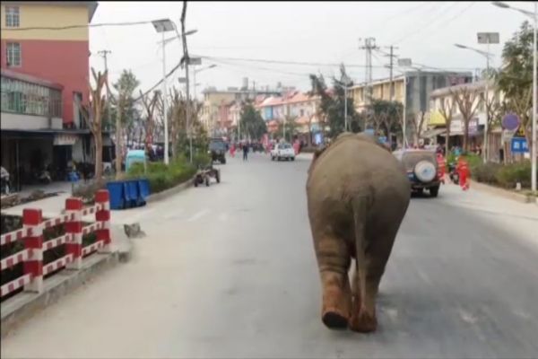 Nueve coches destrozados tras el paso de un elefante gigante