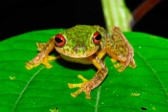 La especie 'Duellmanohyla soralia' vive en bosques tropicales de Guatemala y Honduras