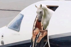 Montaje del periodista portugus Alexandre MartinsAline, con Madonna y el caballo de la discordia saliendo de su jet.