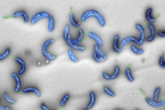 La bacteria 'Caulobacter crescentus' usada como punto de partida de la investigacin.