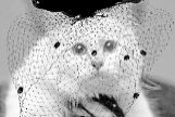 Imagen de la gata de Karl Lagerfield en redes sociales subida el 21 de febrero, dos das despus de la muerte de su dueo.