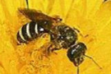 Una abeja Halictidae, como las que estaban en el ojo de una mujer.