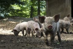 Cerdos de granja como los empleados en el estudio.