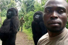 El simptico posado de dos gorilas que revoluciona las redes sociales