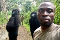 Ndakazi y Ndeze: las tragedias que esconde el 'selfie' con los gorilas