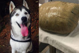 Combo de Nova, el husky de Kirsten Kinch que muri en la perrera, y fue devuelto en un paquete.