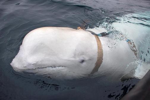 A white <HIT>whale</HIT> wearing a harness is seen off the coast of...