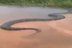 Graban a una impresionante anaconda en Brasil