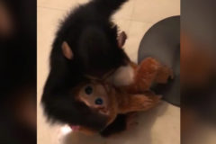 A este chimpanc no le gustan las imitaciones