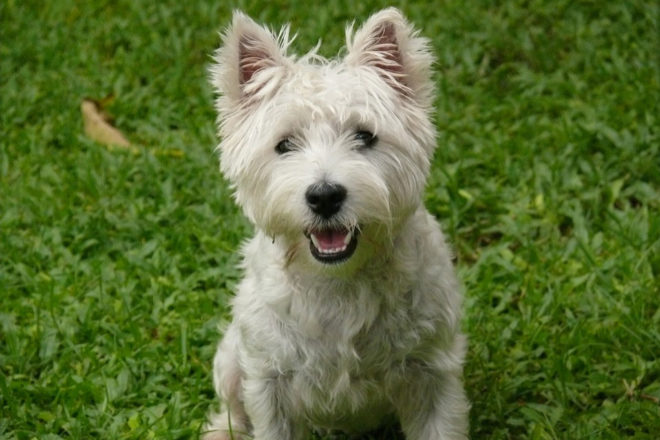 Un perro de la raza West Higland Terrier como Cachas.