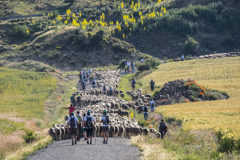 Pastores y viajeros acompaan al rebao a la Sierra del Alba.