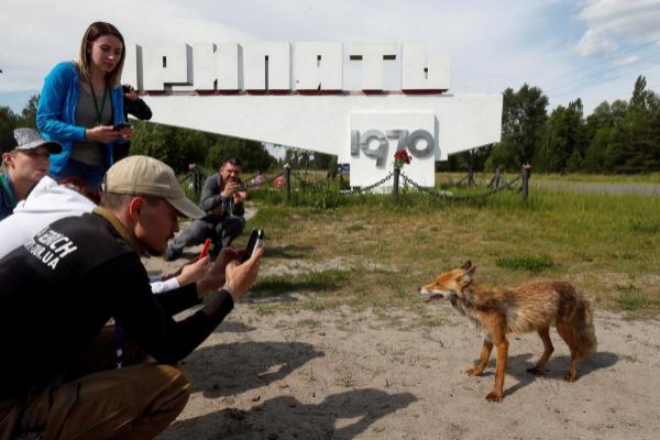 Visitors take pictures of a fox in the abandoned city of Pripyat, near...