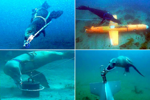 Leones marinos al rescate: as es el proyecto pionero para entrenar a los nuevos 'soldados' del ocano