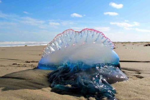 Cómo actuar si te pica una medusa, incluso una carabela portuguesa 15628387436933