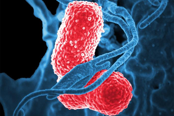 Bacteria Klebsiella pneumoniae