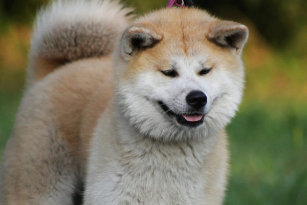Un perro de raza akita inu como el que ha atacado a la familia de...