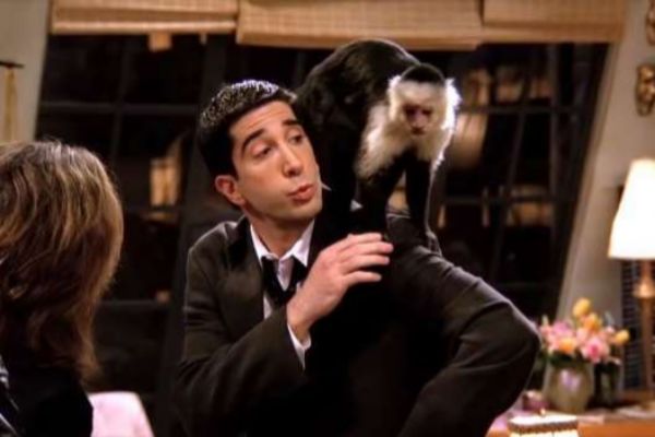 El animal que interpret a la mascota de Ross en Friends, el mono...