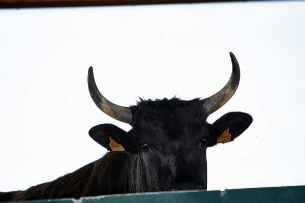 Una vaca de raza Wagyu en la Finca Santa Rosala, en Burgos.