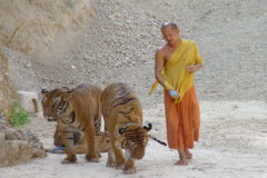 Un monje con dos tigres en Tailandia.