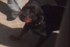 El rottweiler que mat a su dueo no estaba inscrito en el registro de perros peligrosos