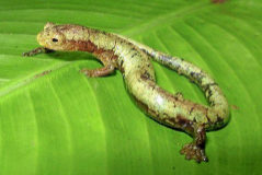 Una salamandra en la selva colombiana.