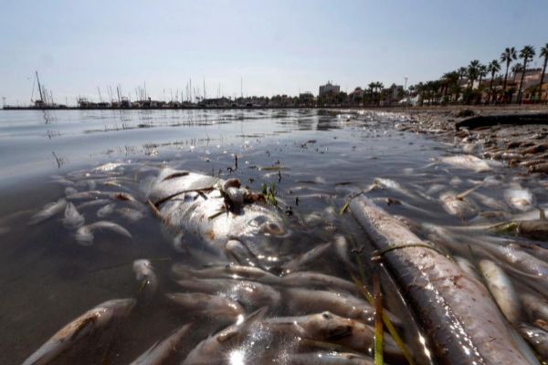 Hallan miles de peces y crustceos muertos en el Mar Menor.