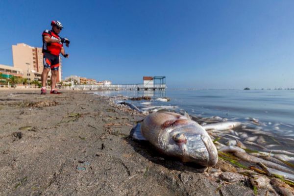 Miles de peces y crustceos han aparecido muertos en el Mar Menor.