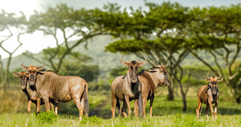 Una manada de us campa en este territorio sudafricano.