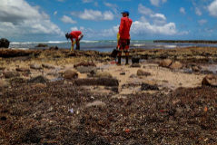 Voluntarios retiran crudo en la playa de Itapuama, en Cabo de Santo Agostinho.