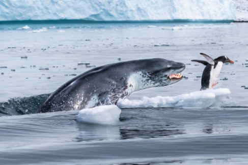 Eduardo del lamo (Espaa) qued finalista en la categora Comportamiento Mamferos con <em>Si los pinginos volaran</em>: un pingino juanito huye por su vida mientras una foca leopardo emerge del agua, en la Isla Cuverville, Antrtida.