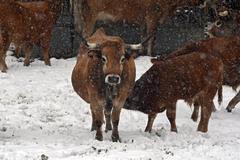Varias vacas pastan en la regin de Pontedo que se encuenrta cubierta de nieve por el temporal que azota la regin.