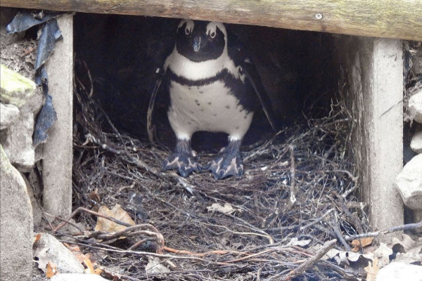 Uno de los machos incuba el huevo robado en el zoo de Amersfoort.