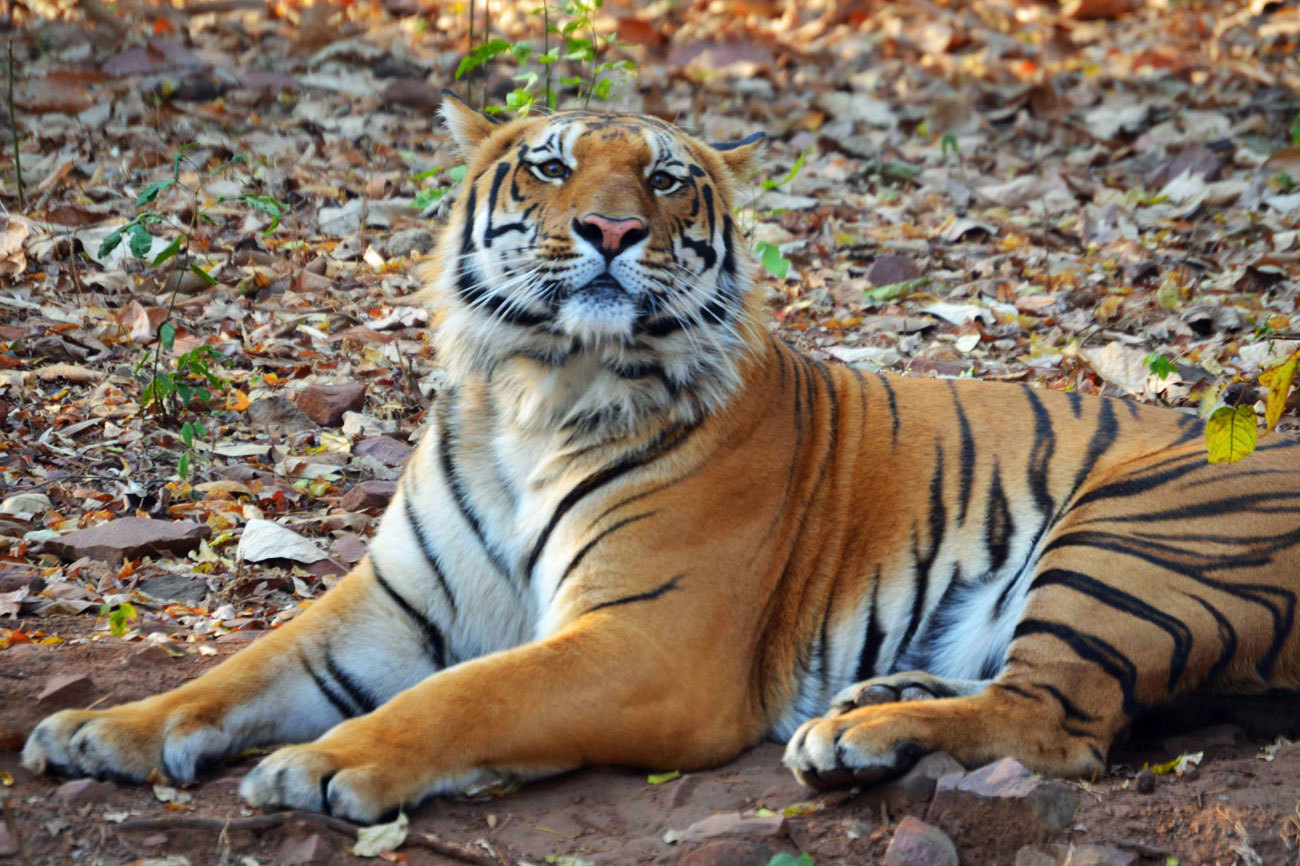 CON LOS TIGRES DE BENGALA INDIA El Ba l EL MUNDO CON LOS TIGRES DE BENGALA INDIA El Ba l EL MUNDO