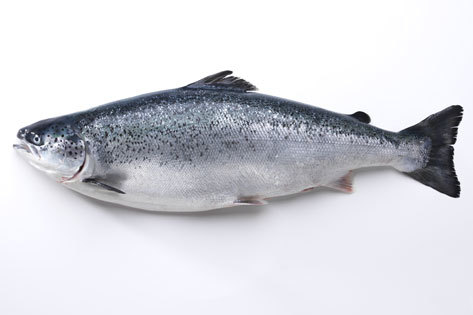 Los salmones de acuicultura se capturan con unos cuatro kilos.