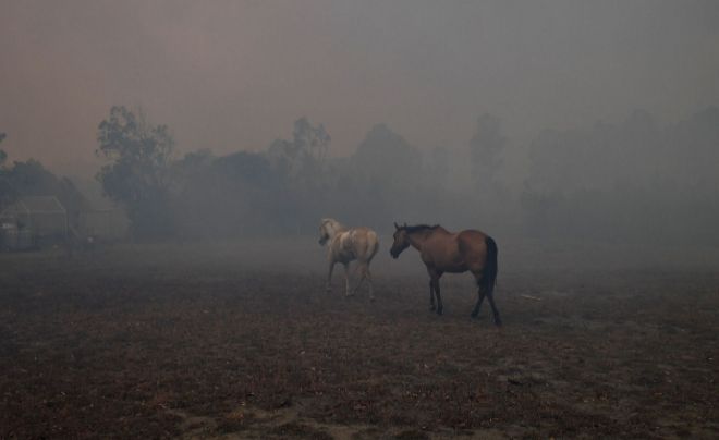 Caballos envueltos en el humo de los incendios cerca de Nowra