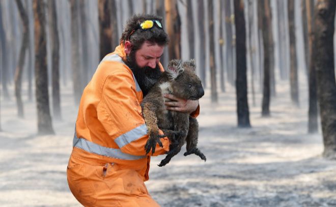 Rescate de un koala
