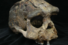 Crneo 'Pithecantropus VIII' del yacimiento de Sangiran.