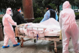El cerrojo de Wuhan: Pnico y huida en una ciudad derrotada
