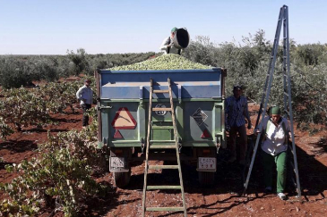 Varios jornaleros en la cosecha de la uva en Extremadura.