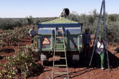 Varios jornaleros en la cosecha de la uva en Extremadura.