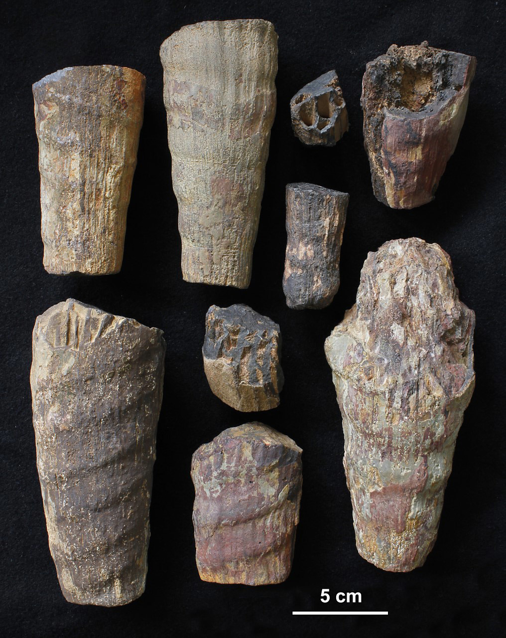 Fósiles de la especie 'Cabaneroceras aznari', de hace 465 millones de años.