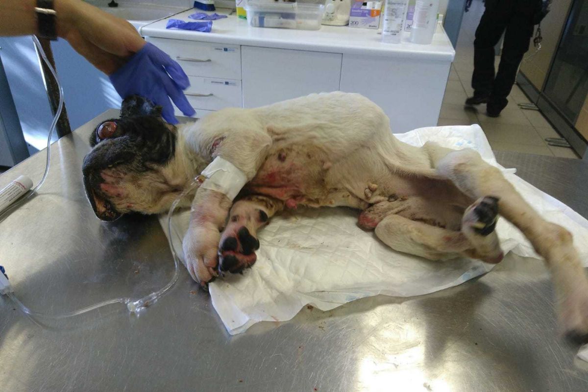 El perro est ingresado en el Hospital Veterinario Madrid Este de Torrejn